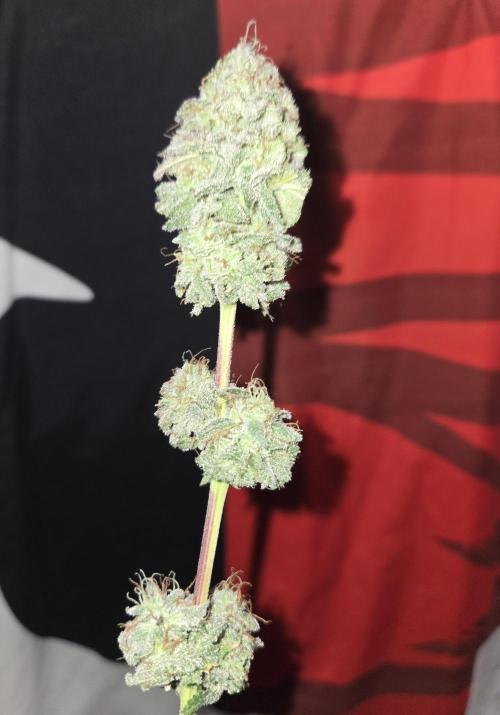 White Widow. Week 17