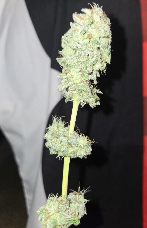 White Widow. Week 17