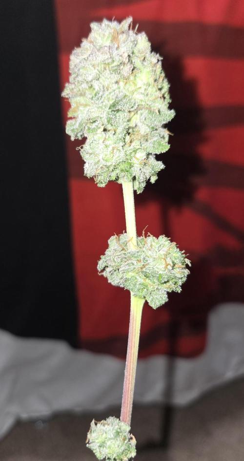 White Widow. Week 17