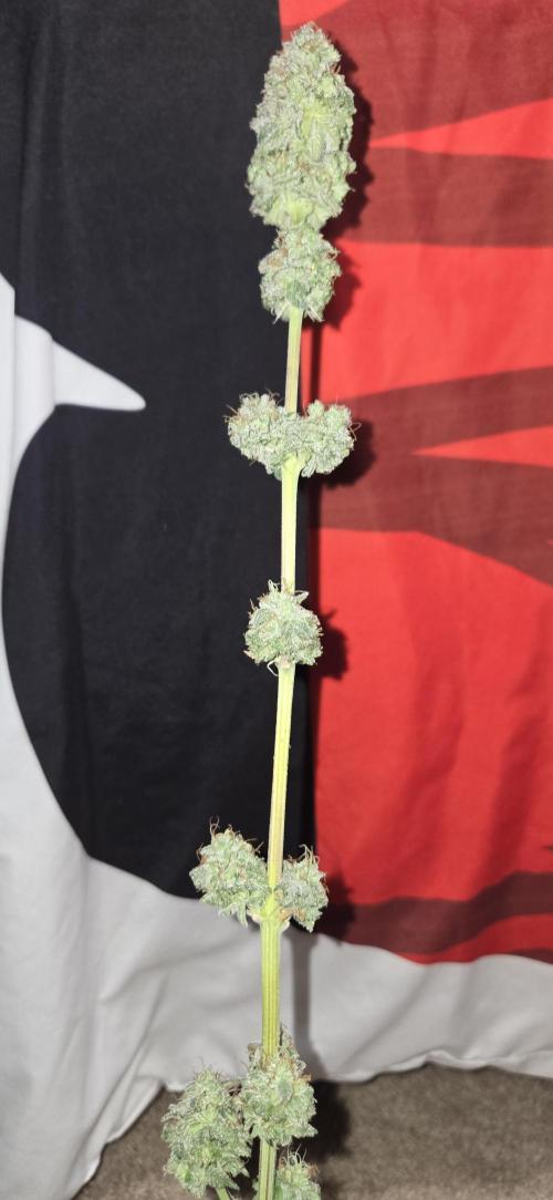 White Widow. Week 17