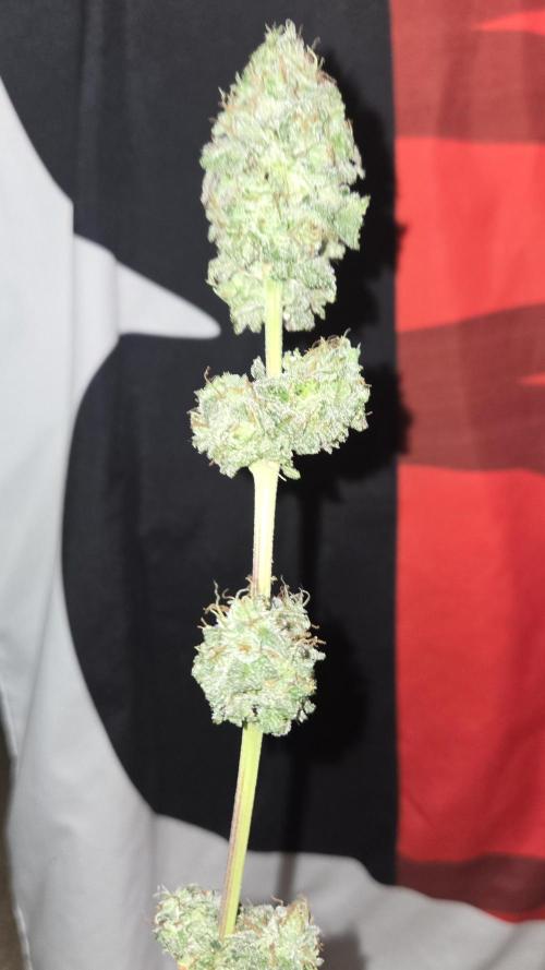 White Widow. Week 17