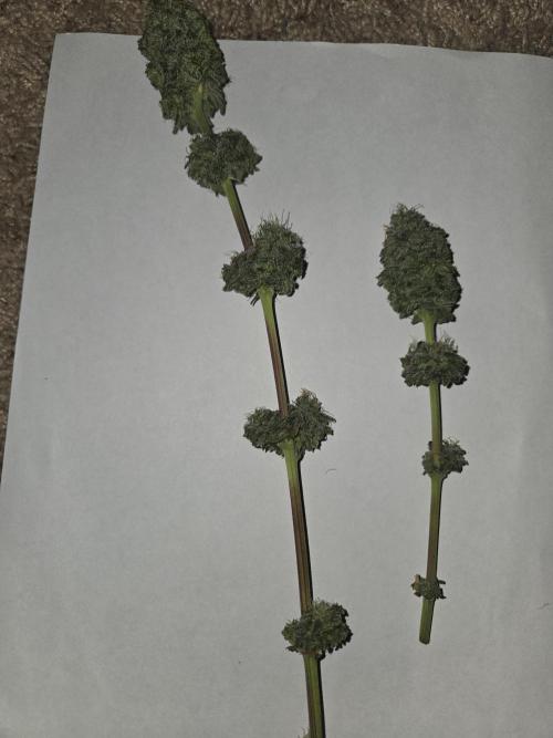 White Widow. Week 17