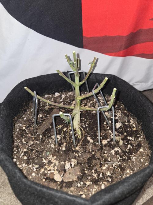 White Widow. Week 17