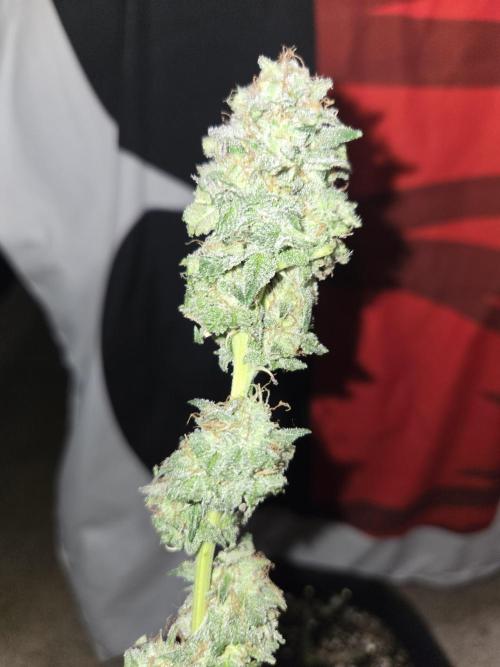 White Widow. Week 17