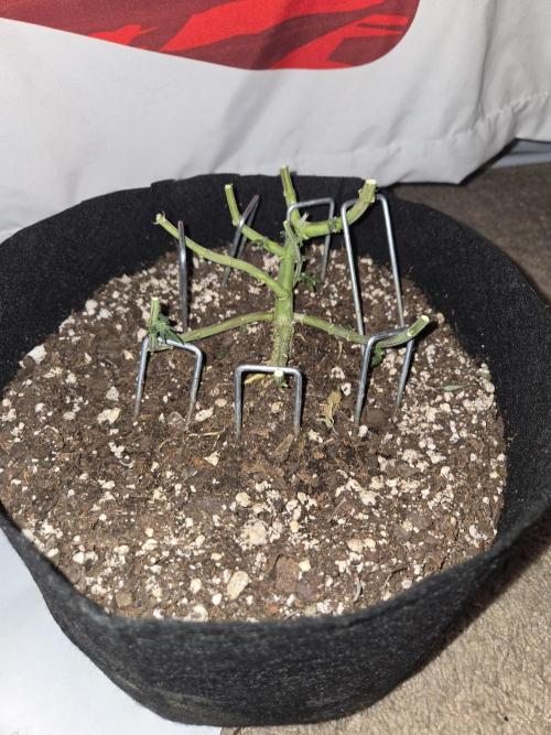 White Widow. Week 17