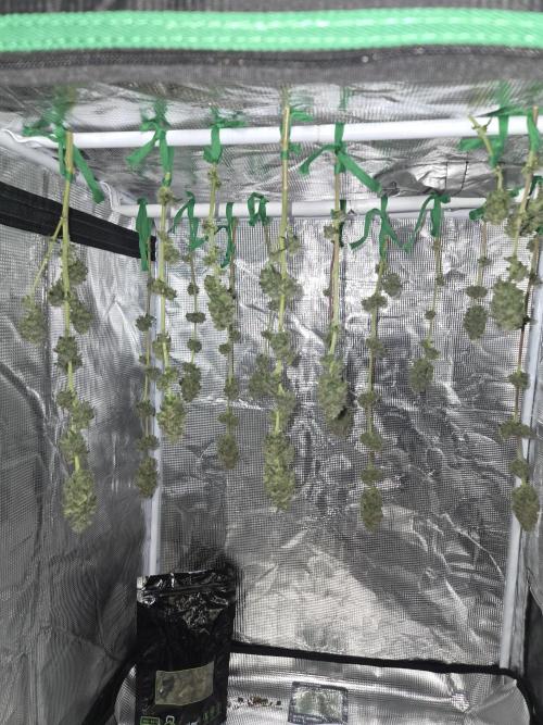 White Widow. Week 17