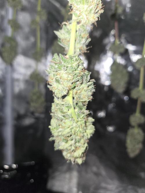 White Widow. Week 17