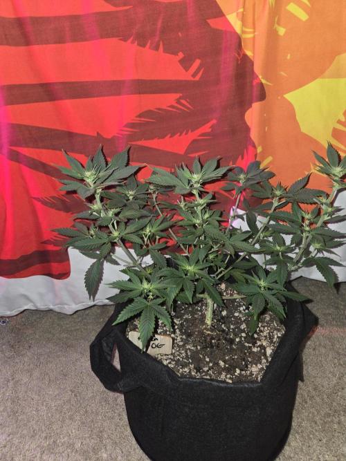 Aliens have arrived Alien OG. Week 9