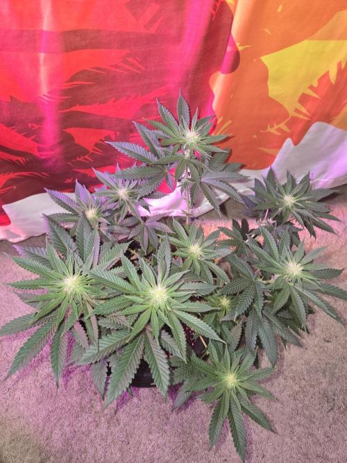 New Level Another Level. Week 9