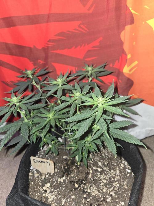 Rushing Raseberry Roulette. Week 9