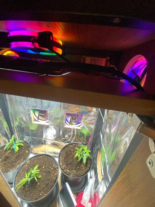 Turkish WildSeed Pheno Hunt Hidden Cabin. Week 3