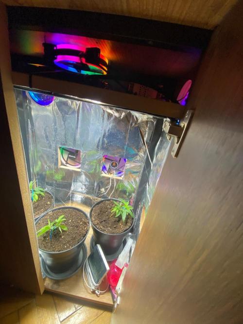 Turkish WildSeed Pheno Hunt Hidden Cabin. Week 3