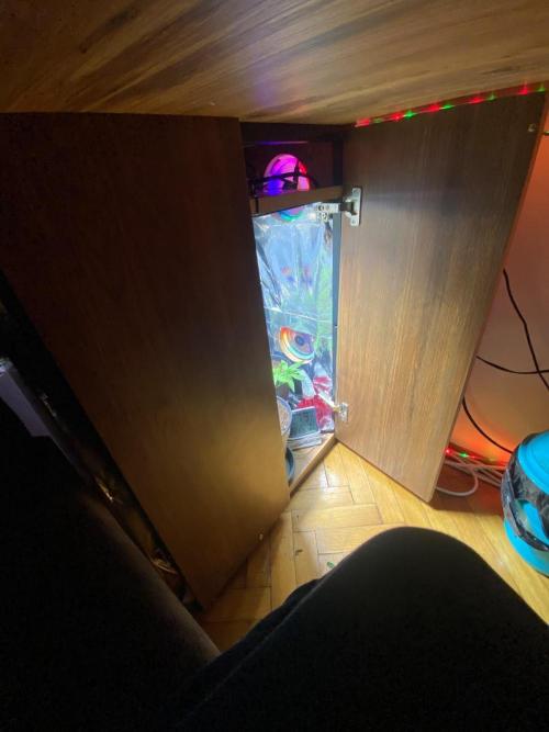 Wild Seed Pheno Hunt in Hidden Cabin. Week 2