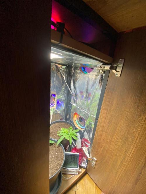 Wild Seed Pheno Hunt in Hidden Cabin. Week 2