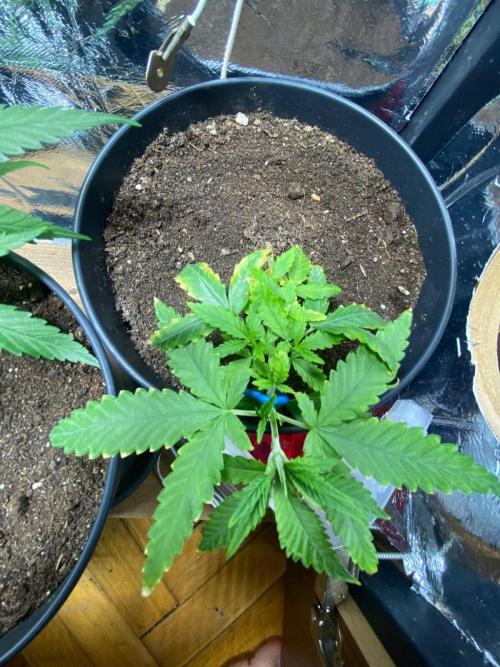 Wild Seed Pheno Hunt in Hidden Cabin. Week 2