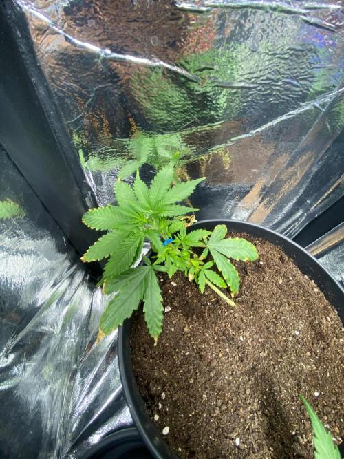 Wild Seed Pheno Hunt in Hidden Cabin. Week 2