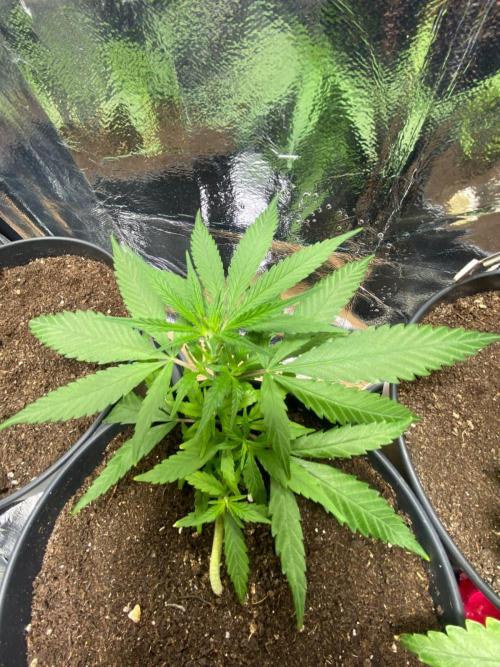 Wild Seed Pheno Hunt in Hidden Cabin. Week 2