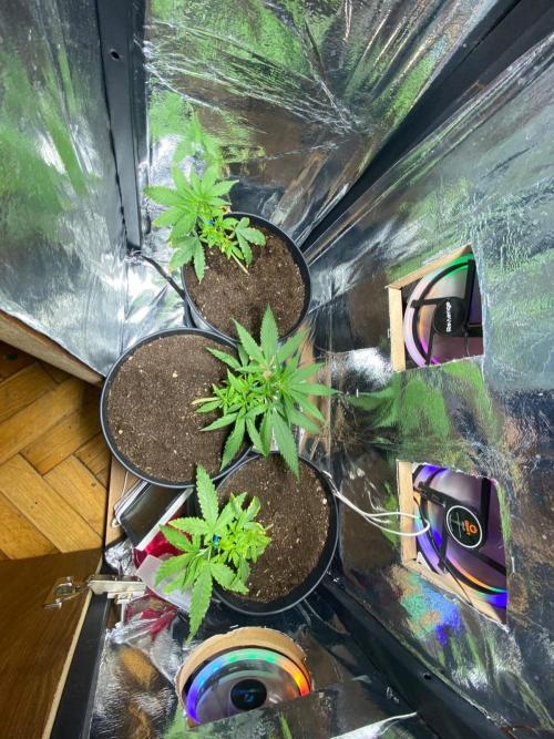 Wild Seed Pheno Hunt in Hidden Cabin. Week 2