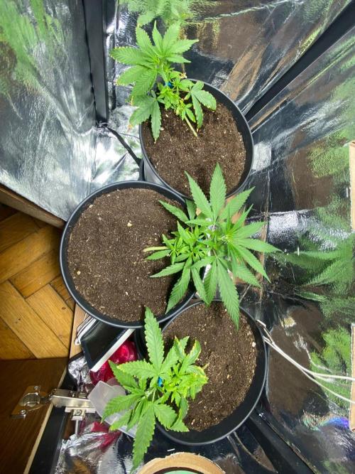Wild Seed Pheno Hunt in Hidden Cabin. Week 2