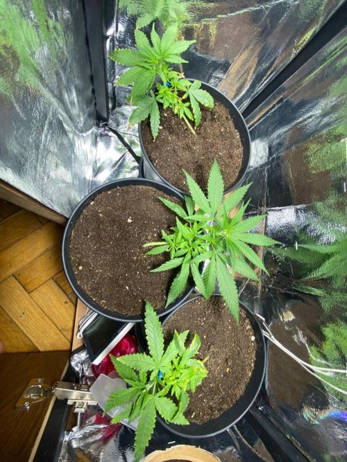 Wild Seed Pheno Hunt in Hidden Cabin. Week 2