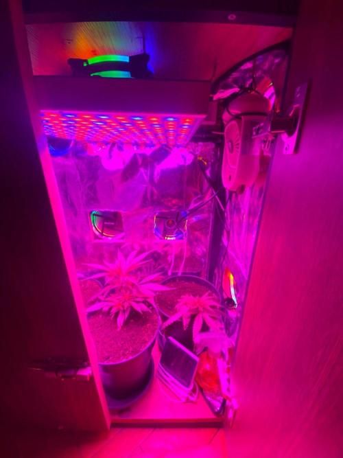 Wild Seed Pheno Hunt in Hidden Cabin. Week 3