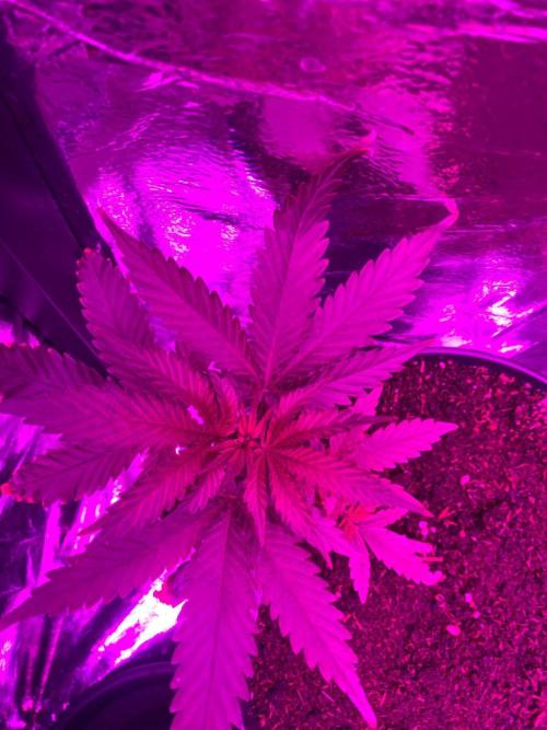 Wild Seed Pheno Hunt in Hidden Cabin. Week 3