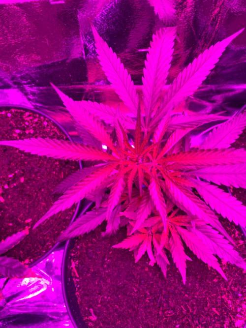 Wild Seed Pheno Hunt in Hidden Cabin. Week 3