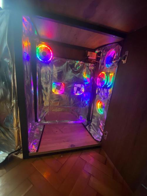 Wild Seed Pheno Hunt in Hidden Cabin. Week 3