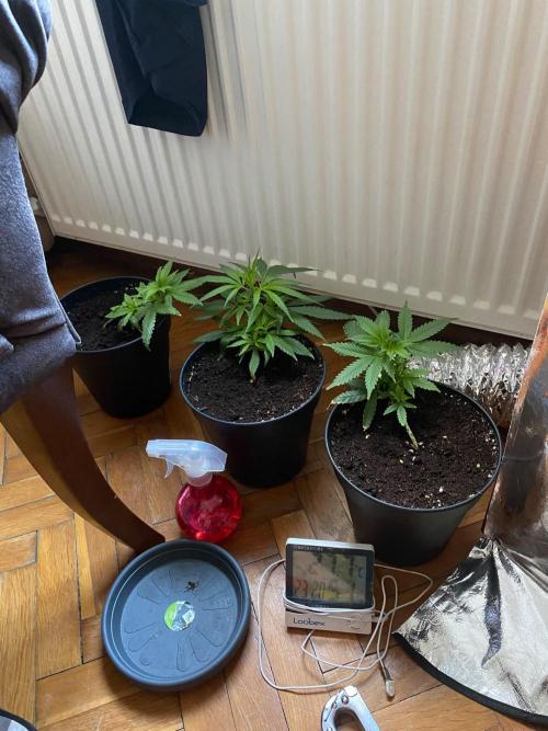 Wild Seed Pheno Hunt in Hidden Cabin. Week 3