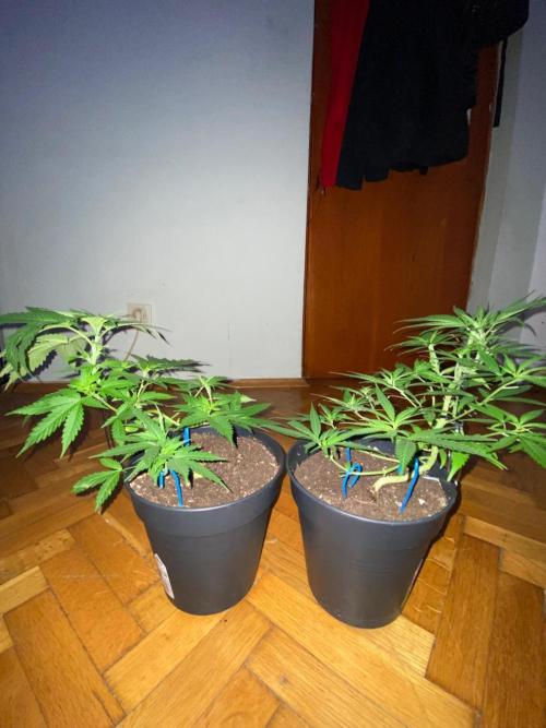 Wild Seed Pheno Hunt in Hidden Cabin. Week 4