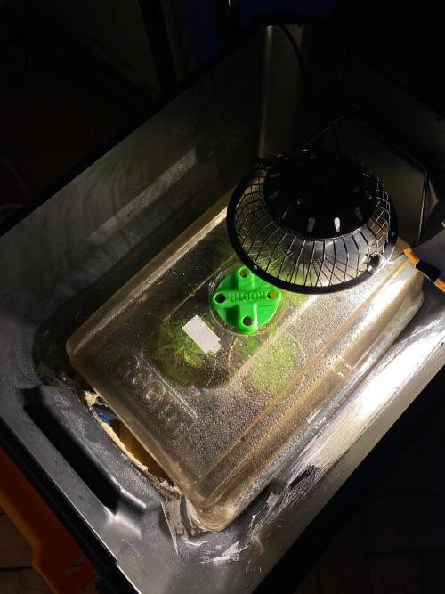 Wild Seed Pheno Hunt in Hidden Cabin. Week 4