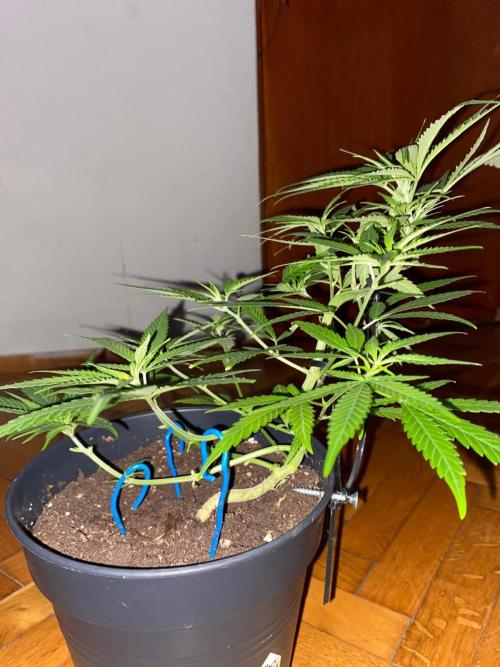 Wild Seed Pheno Hunt in Hidden Cabin. Week 4