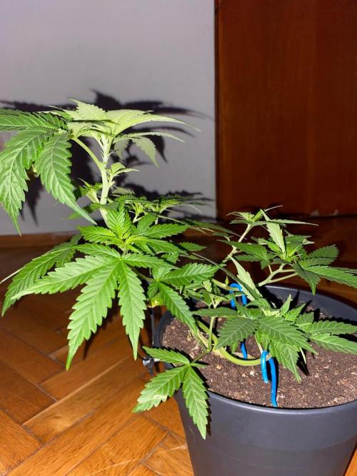 Wild Seed Pheno Hunt in Hidden Cabin. Week 4