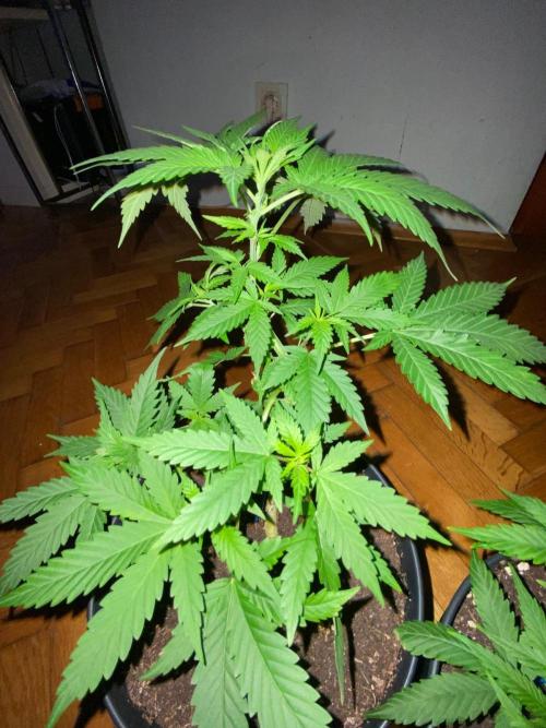 Wild Seed Pheno Hunt in Hidden Cabin. Week 4