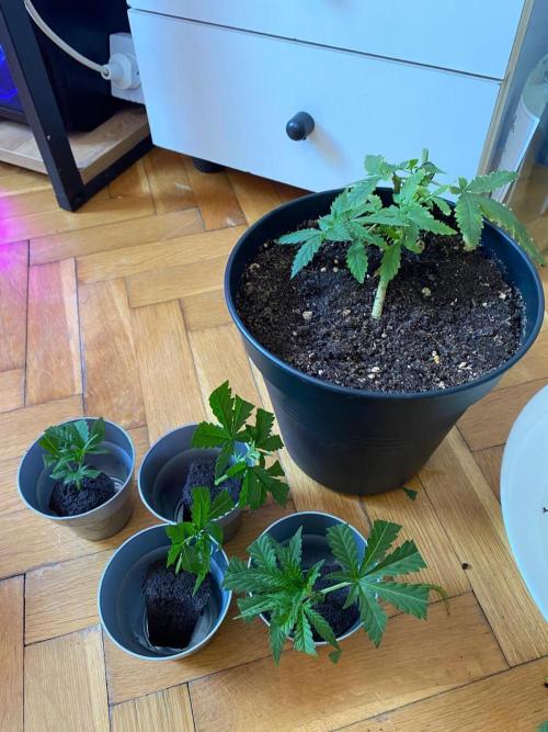 Wild Seed Pheno Hunt in Hidden Cabin. Week 4