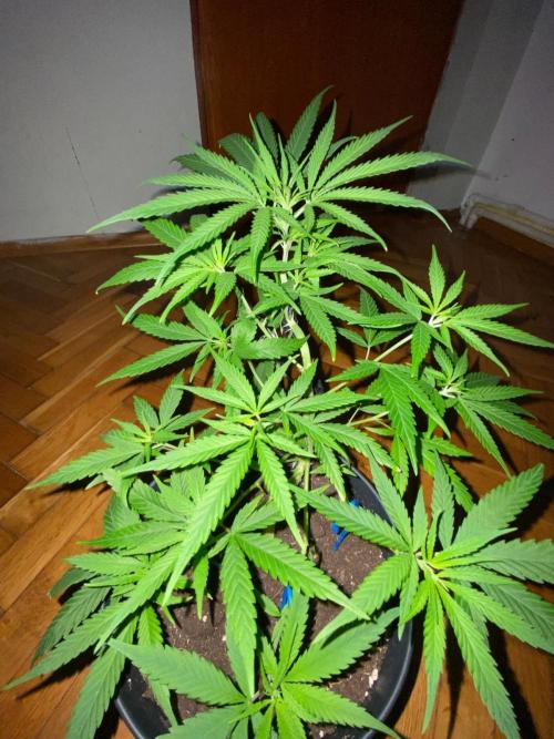 Wild Seed Pheno Hunt in Hidden Cabin. Week 4