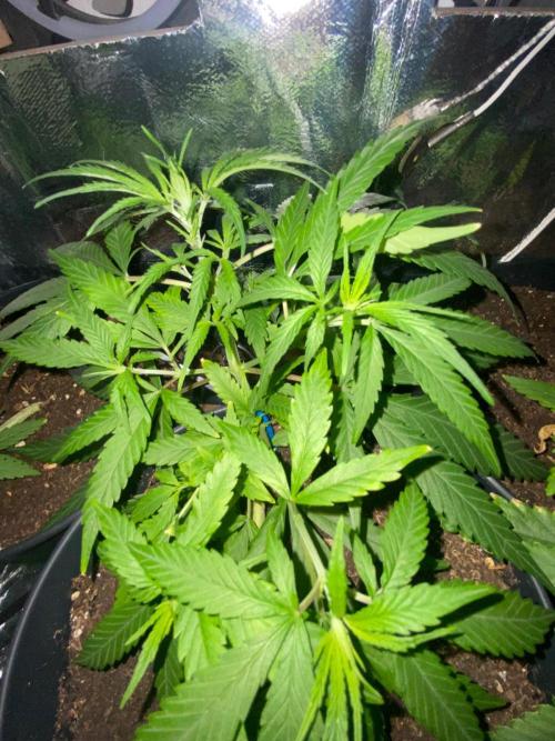 Wild Seed Pheno Hunt in Hidden Cabin. Week 4