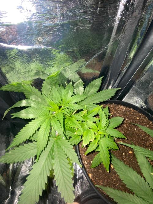 Wild Seed Pheno Hunt in Hidden Cabin. Week 4