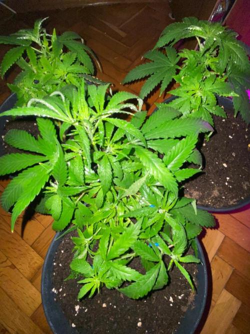 Wild Seed Pheno Hunt in Hidden Cabin. Week 4