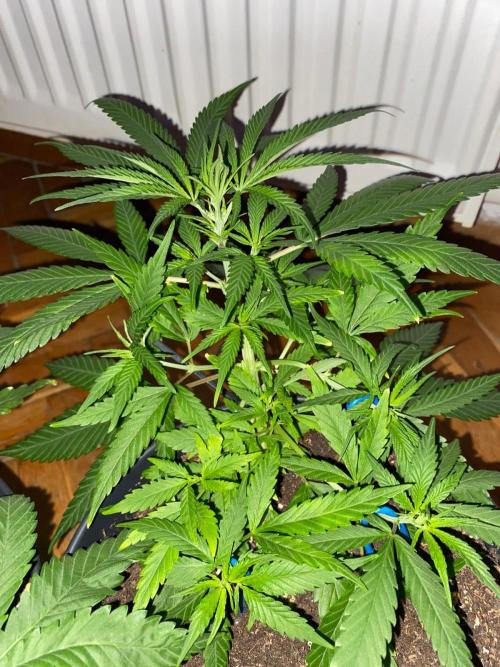 Wild Seed Pheno Hunt in Hidden Cabin. Week 4