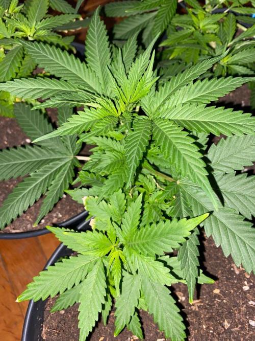Wild Seed Pheno Hunt in Hidden Cabin. Week 4