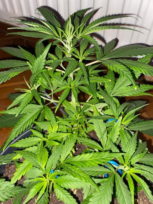 Wild Seed Pheno Hunt in Hidden Cabin. Week 4