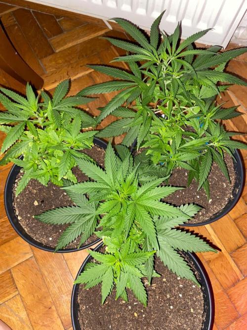 Wild Seed Pheno Hunt in Hidden Cabin. Week 4