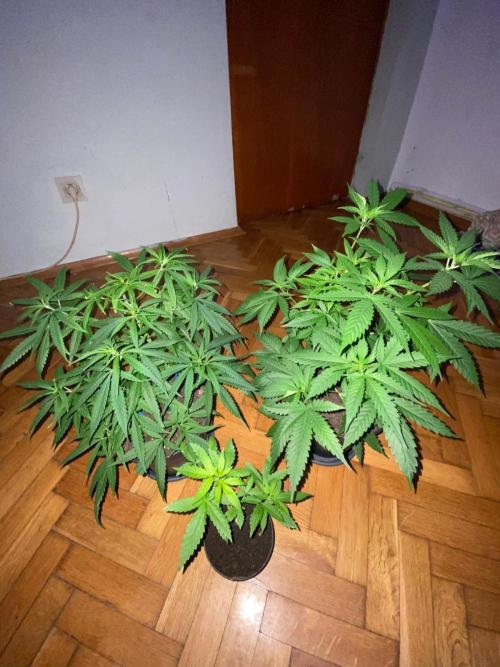 Wild Seed Pheno Hunt in Hidden Cabin. Week 5
