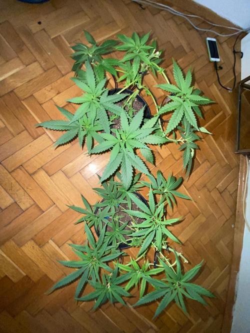 Wild Seed Pheno Hunt in Hidden Cabin. Week 5