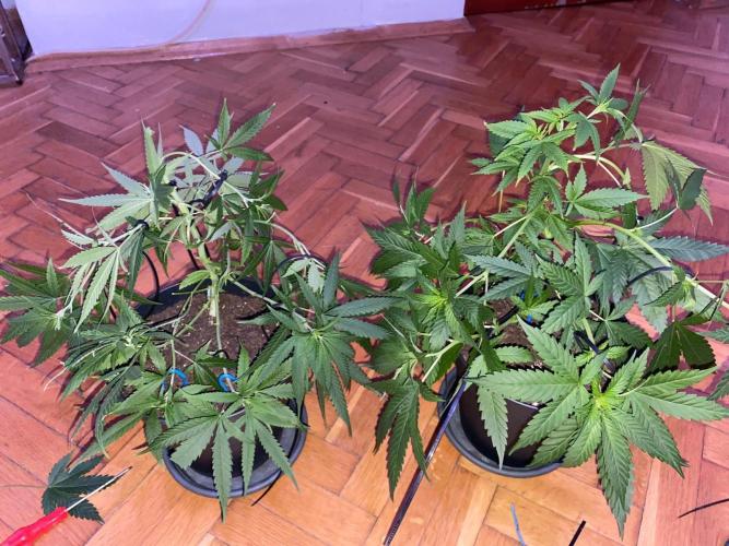 Wild Seed Pheno Hunt in Hidden Cabin. Week 5