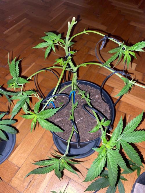 Wild Seed Pheno Hunt in Hidden Cabin. Week 5