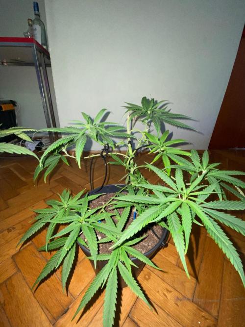 Wild Seed Pheno Hunt in Hidden Cabin. Week 5