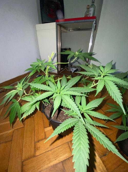 Wild Seed Pheno Hunt in Hidden Cabin. Week 5