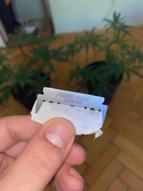 Wild Seed Pheno Hunt in Hidden Cabin. Week 5